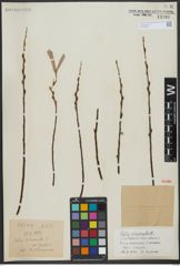 Foto von Salix viminalis L.